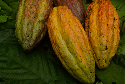 From the Amazon Rainforest to the Jungles of Africa: Discover Where Cacao Beans Grow