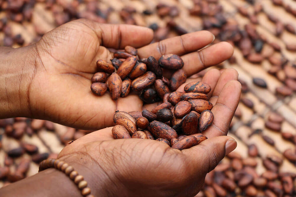 Fairly Traded Cacao